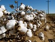 越南暂停从加纳进口棉花