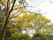 岘港市山茶半岛银珠繁花似锦 一片绚丽夺目的花海实在动人