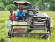 德国向九龙江三角洲农民生产绿色水稻和芒果提供资助