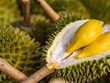 榴莲成为越南水果出口的主力产品 