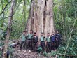 南西原古树群获公认为越南遗产树