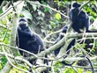 加强广平省特种用途林规划区越南乌叶猴的保护工作