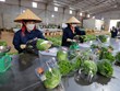 越南林同省大叻市绿色蔬菜销往新加坡和韩国