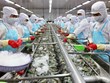 越南虾类出口迎难而上力争实现2023年既定目标
