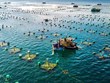 越南与挪威促进海水养殖合作