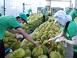 越南榴莲和椰子出口额均将突破10亿美元大关