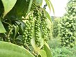 越南胡椒出口量同比增长30%