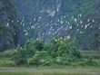 10·14世界候鸟日：采取紧急措施保护越南野生鸟类和候鸟