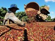 越南咖啡对阿尔及利亚的出口潜力巨大
