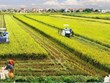 越南农业持续取得良好成效 国家粮食安全保障稳固