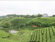 太原省加大科技应用 推动茶业发展