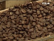 [视频]越南林同省在日本咖啡展览会上推介阿拉比卡咖啡