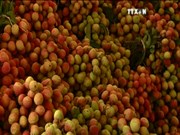 2016年越南蔬果出口额可达26亿美元