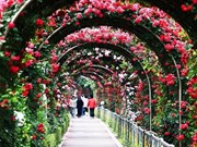 越南规模空前的玫瑰节即将亮相河内
