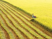 越南农业面临GDP增速3.05%的挑战