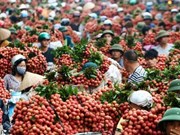 越南加大对中国的蔬果出口力度