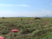 “大型稻田”项目助力占族同胞提高生产效率