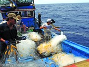 岘港市为渔民们进行合法捕捞作业提供协助