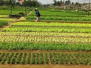 富安省蔬菜花卉种植园恢复生产 迎来春季
