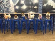 宠物咖啡馆  —— 2018年春节期间爱狗族聚集之地