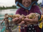 虾类——越南农业的主要出口产品