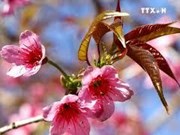 野樱花竞相绽放 为木江界山林渲染春天色彩