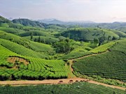 组图：富寿省注重推销茶叶优质产品