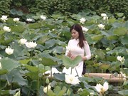 河内市郊区白莲花池进入盛开季节  吸引河内人的喜爱