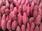 越南红薯将通过正贸出口中国