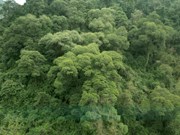 谅山省人民群众履行村规民约   致力于森林保护工作