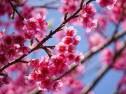 组图：樱桃花开春意浓