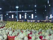 越南抓住机遇维持蔬果出口增长势头