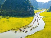 宁平省三谷水稻成熟季节（组图）