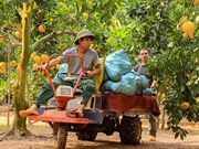组图：果农忙着采摘特产柚子 保障春节服务市场激增需求