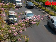 组图：玫红栎铃木染红胡志明市多条街道