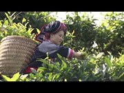 越南致力于保护河江省遗产茶树