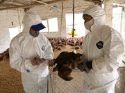 组图：海阳省主动采取禽流感防控措施
