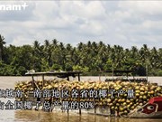 槟椥省椰子成越南农产品的亮点产业