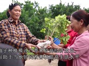 安世县居民力争以柚子种植模式致富