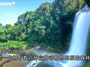 Dambri瀑布——西原地区丛林中的宏伟与壮观