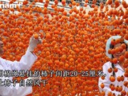 靠日本技术振兴大叻吊柿饼产业