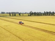 越南大米出口增幅居主要农产品之首