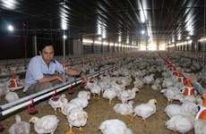 越南养鸡户拟对从美国进口的鸡肉产品提起反倾销诉讼