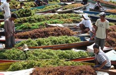 印尼可能将成为世界最大海藻生产国