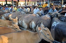越南是澳大利亚第二大活家畜出口市场