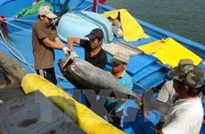 日本企业拟对越南富安省金枪鱼加工领域投资