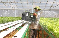 日本企业拟定在越南河南省投资生产有机蔬菜