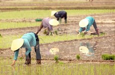 越南与大湄公河次区域各国分享减排水稻生产的经验