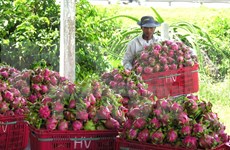 越南农产品进军印度市场前景广阔