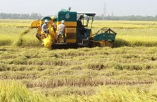 20年来越南农业改革取得令人瞩目成绩
